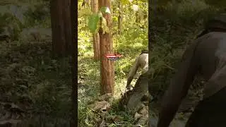 Tebang penjarangan jati (212)#india #brazil #teak #logging