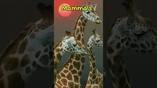 What is a Mammal? | Distinguishing features #mammals #animals #mammalia