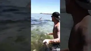 Wild Encounter With A Big Hammerhead Shark #Shorts