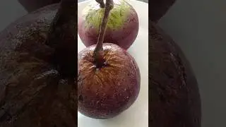 Milky fruit so sweet/have been you seen this fruit before? #fruitlovers #milkfruit#shorts#healthyfru