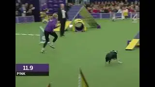 Pink the Border Collie absolutely demolishes an agility competition