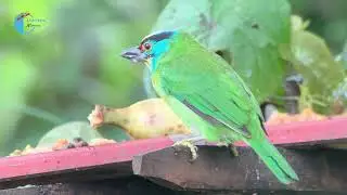 Beautiful birds eating fruits and food | Indochinese Barbet | Cam Nature