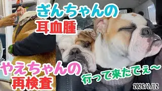 ぎんちゃんの耳血腫　やえちゃんの再検査　行って来たでぇ〜