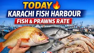 Karachi Fish Harbour Today 🔥 Golden Snapper, Mulla, Ount Pattal Fish & Prawns Rate Update