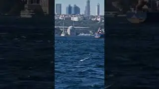 #Seagull #istanbul