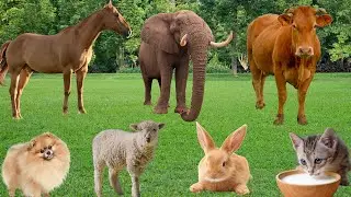 Farm Animal Nutrition: Cow, Horse, Sheep, Rabbit, Chicken, Pig, Duck-Animal Video