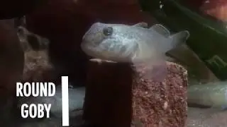 Round Goby Rundown - Greater Cleveland Aquarium