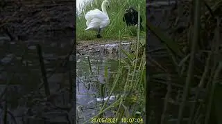 While filming an angry swan ATTACKS ME #Shorts