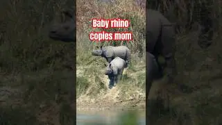 Watch beautiful moments between a mother and baby rhino. #rhino #animals #motherhood #wildlife #pbs