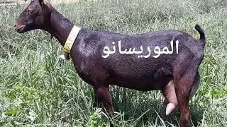 وصول اول دفعة من ماعز المورسيانو الاسباني الي السودان