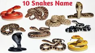Learning Snake Names for Kids | Snake Name Learning in English & Hindi | Saanp Ke Naam | Kids  Study