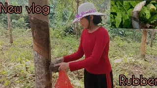 collecting rubber cups from rubber tree 🌴/dried pork mukbang /#rubbertree #vlog #mukbang#fyp