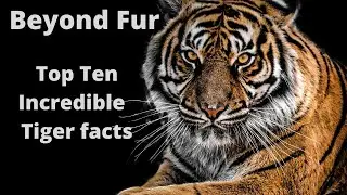 Top Ten Incredible Tiger Facts