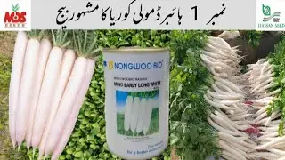 نمبر 1 ہائبرڈ مولی کوریا سیڈ/Hybrid radish number 1 quality seed