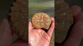 Ancient AMMONITE FOSSIL Discovered in Texas Creek #ammonite #fossilhunting #fossils