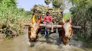 Bullock Cart stream water in fully loaded ride | cow video