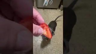 Will dog eat a tomato? #Tomato #dog #dogs #pitbull #Blue