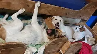 Die Schubladenhunde 😄