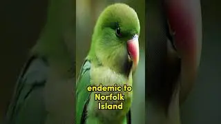 The Plight of the Green Parrot #animals #bird #short #youtubeshort