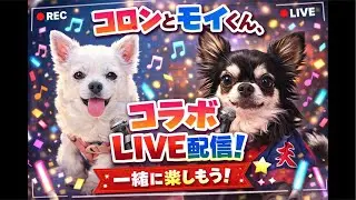 まいこMaiko &コロンcolon がライブ配信中！