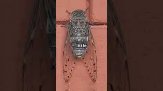 5 Mind-Blowing Facts About Cicadas!  #funfacts #naturelovers  #cicada #bugs