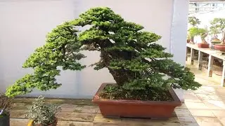 Ngắm vẻ đẹp Bonsai Châu Âu qua 1 vườn bonsai đẹp bậc nhất tại Bỉ