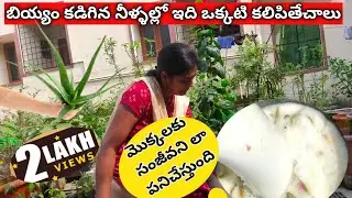 బియ్యం కడిగిన నీళ్ళల్లో ఇదిఒక్కటి కలిపితేచాలు అది మీ మొక్కలకు సంజీవనిలా పనిచేస్తుంది|RiceWater uses