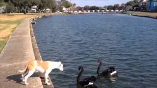 Lilly black swans