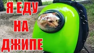 Я еду на джипе впереди копы I'm driving a jeep