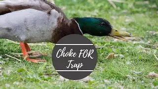 Choke fore Trap, 12 Best Choke for Trap 2021 for the Money &ndash; Complete Buyer&rsquo;s Guide