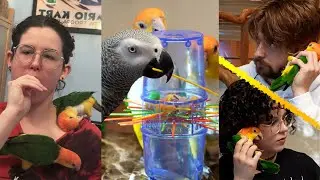 Ring Ring Mango Phone
