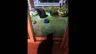 Snorting Kitty