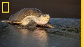 Over 100,000 Sea Turtles Nest at the Same Time. How? | National Geographic