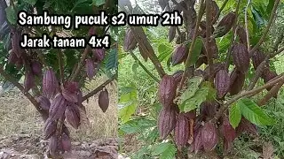 Sambung pucuk umur 2th jarak tanam 4x4 hasilnya  memuaskan