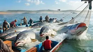 Catching and processing hundreds of tons of tuna on modern fishing boats, the dark side of fishing!