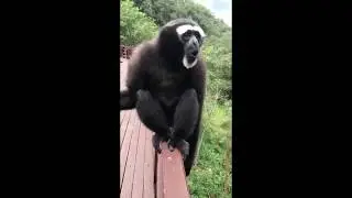 Interesting Sounds That a Gibbon Makes