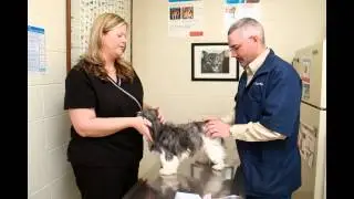 Angel Animal Hospital, Springfield, MO - Call 417-866-2923