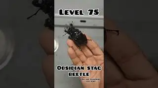 level 1 -100 stag beetle evolution #beetles #stagbeetle #entomology #viralvideo #viralshorts #nature