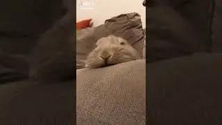 Cute konijnen filmpjes