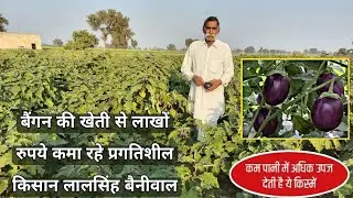 बैंगन की खेती में बम्पर मुनाफा 🍆Bringal farming || कम पानी मे ज्यादा पैदावार देने वाली खेती👍Baingan