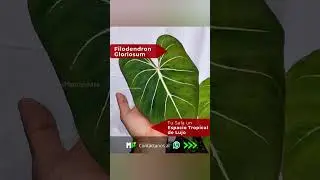 💥🌿 Filodendro Gloriosum Planta de Sombra, decorativa y &eacute;xotica #plantslover #philodendron #plantas