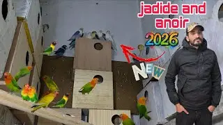 الجديد عند أنور🔥أجيو نتولعو ونتعرفو على أتمنة مختلف أنواع الطيور فيشر روز كروبيون هوغو...