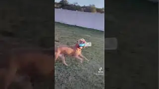 RUN!! Pozy Pup Model Diesel&hellip;Better not try to take his water bottle😂