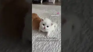 #kedi #kediseverler #yavrukedi #yavrukedivideoları