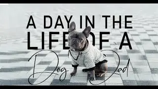 a DAY in the LIFE OF A DOG DAD | Our Daily Routine | FRENCH BULLDOG | My Pawesome Frenchie