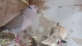 Burung puter menggacor @burungvlog