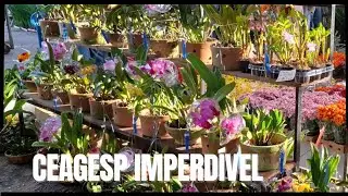 Ceagesp Explosão de Orquídeas 