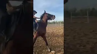 Un gran salto de una gran alumna de nuestra Escuela de Equitaci&oacute;n 🐴👌 #horse #equitacionclase