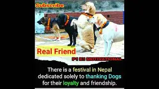 Respect For Dogs || #shorts #dogtraining #p1k1motivational