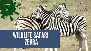 Savanna Stripes: A Song for Zebras | ZEBRA | Learn about Animals through Song | Safari | Wildlife
